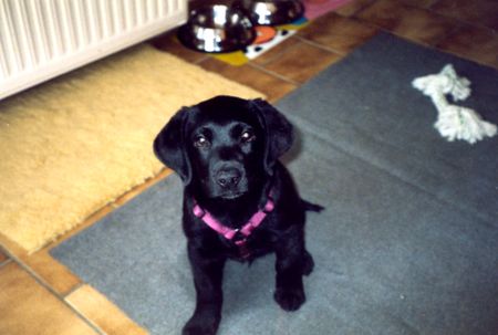 Labrador Retriever Hunde Foto 1884 Labrador Retriever Socke -
