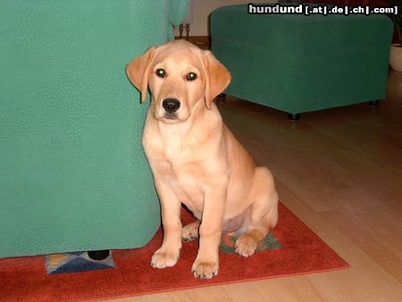 Labrador Retriever aiko 10 Wochen alt