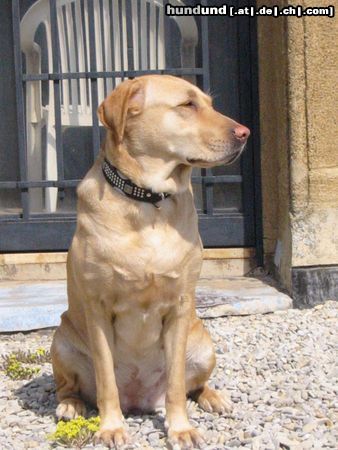 Labrador Retriever Hunde Foto 11893 Labrador Retriever Ladyblue als Schlossherrin