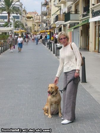 Labrador Retriever Ladyblue beim Stadtbummel