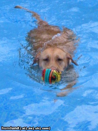 Labrador Retriever Ladyblue im Pool