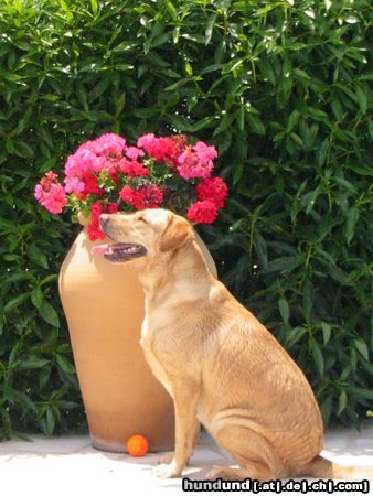 Labrador Retriever Ist es nicht schön hier?
