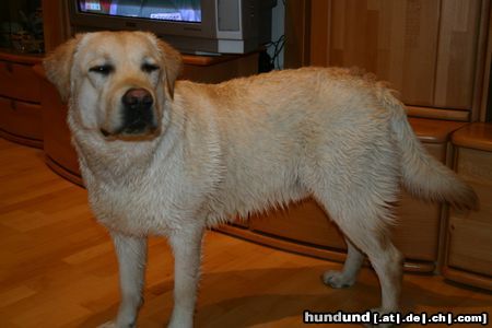 Labrador Retriever Hunde Foto 20501 Labrador Retriever Starchant Genesis
