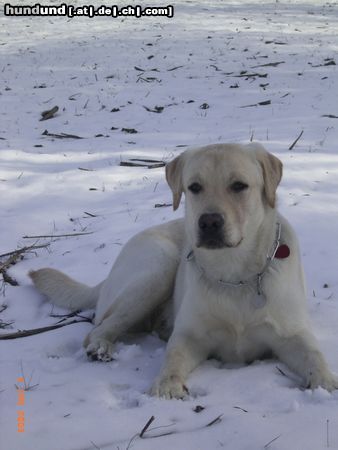 Labrador Retriever Hunde Foto 20493 Labrador Retriever Starchant Genesis