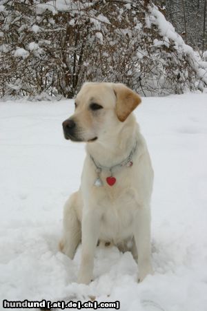 Labrador Retriever Hunde Foto 20496 Labrador Retriever Starchant Genesis