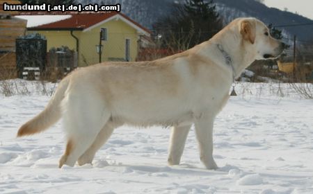 Labrador Retriever Hunde Foto 20498 Labrador Retriever Starchant Genesis