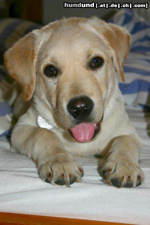 Labrador Retriever Hunde Foto 20499 Labrador Retriever Starchant Genesis