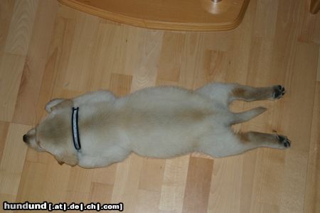 Labrador Retriever Hunde Foto 20500 Labrador Retriever Starchant Genesis