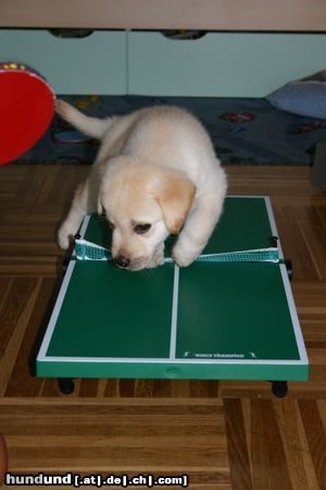 Labrador Retriever Starchant Genesis