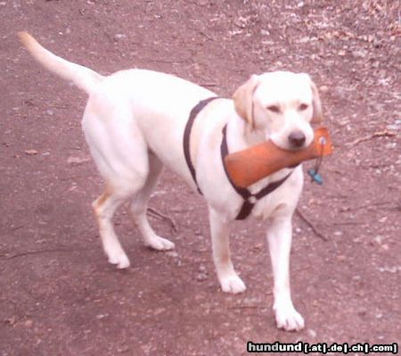 Labrador Retriever Das ist Sunny