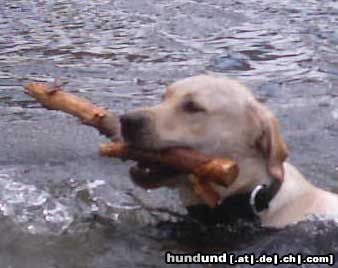 Labrador Retriever Sunny die Wasserratte