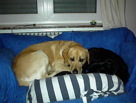 Labrador Retriever Hunde Foto 34709 Labrador Retriever Falco & Silvester