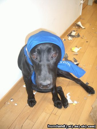 Labrador Retriever Putzhund Kira 7 Monate