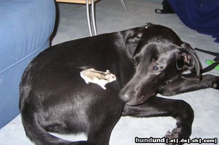 Labrador Retriever