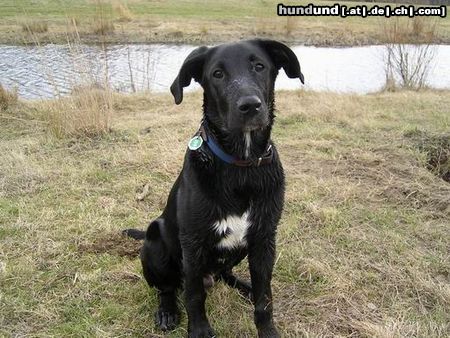 Labrador Retriever