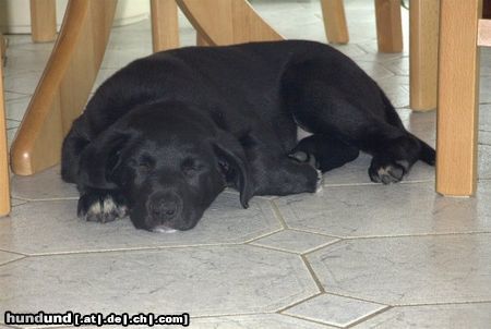 Labrador Retriever
