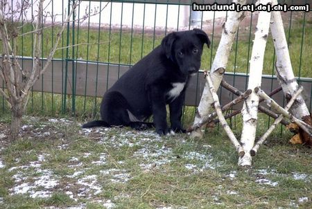 Labrador Retriever