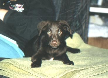 Labrador Retriever Hunde Foto 1423 Labrador Retriever Tiger
