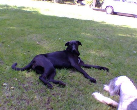 Labrador Retriever Hunde Foto 27509 Labrador Retriever Tim