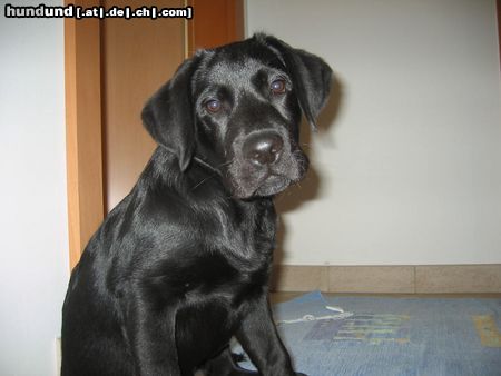 Labrador Retriever Hunde Foto 14383 Labrador Retriever Timmy mit 4 Monaten