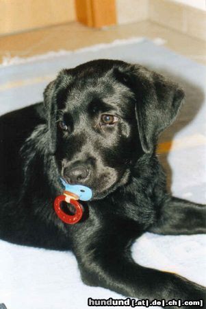 Labrador Retriever aber jetzt ist das meiner !!!!