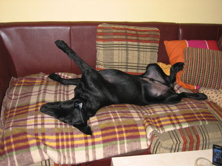 Labrador Retriever Hunde Foto 28697 Labrador Retriever Wenn schon schlafen dann richtig