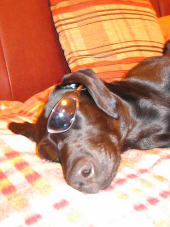 Labrador Retriever Hunde Foto 28699 Labrador Retriever Sommerfeeling