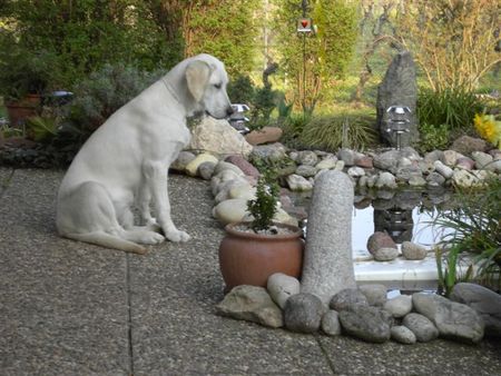 Labrador Retriever Hunde Foto 40800 Labrador Retriever Tinka (2) würde so gerne mit den Fischen spielen