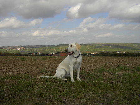 Labrador Retriever Hunde Foto 41274 Labrador Retriever Der Duft der Felder und diese Aussicht, Tinka liebt es.