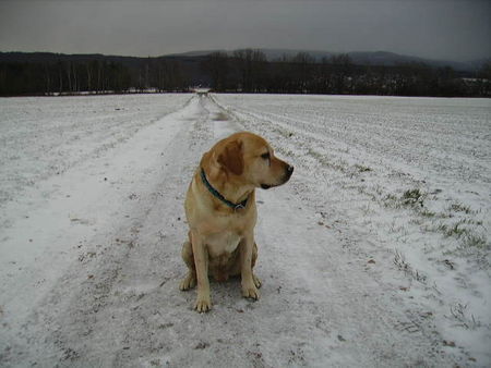 Labrador Retriever Hunde Foto 28279 in höherer Auflösung ansehen Labrador Retriever Tom
