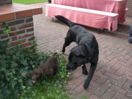 Labrador Retriever Hunde Foto 41523 Labrador Retriever Timba und Uma