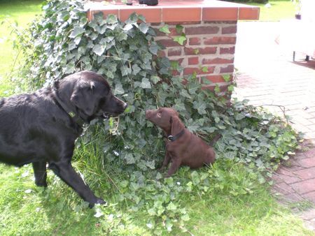 Labrador Retriever Hunde Foto 41524 Labrador Retriever Timba und Uma