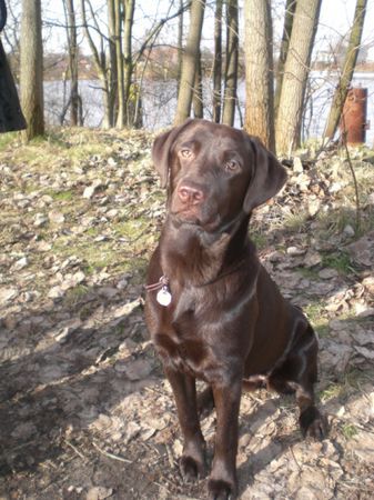 Labrador Retriever Hunde Foto 41458 Labrador Retriever Frauchens ganzer Stolz ... Uma 8 Monate