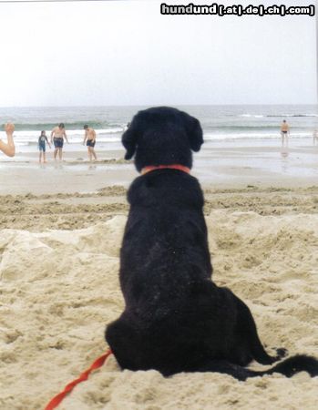 Labrador Retriever Hunde Foto 24418 Labrador Retriever Casy am strand