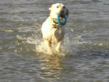 Labrador Retriever Hunde Foto 41213 Labrador Retriever Urlaub und Waser ! Tinka liebt es!