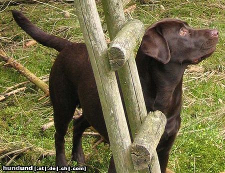 Labrador Retriever Hunde Foto 20795 in höherer Auflösung ansehen Labrador Retriever