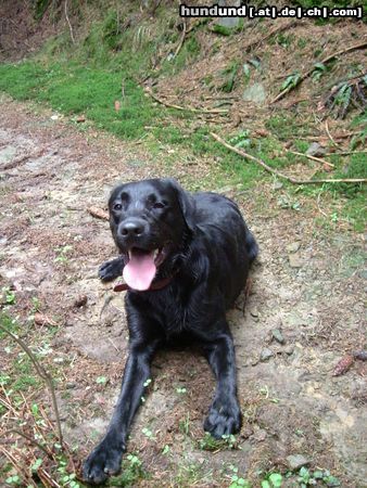 Labrador Retriever Hunde Foto 20938 Labrador Retriever Jago 14 Monate