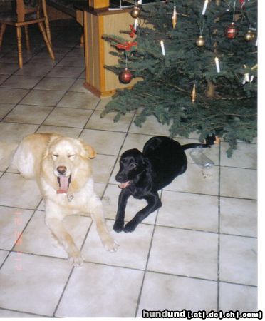Labrador Retriever Hunde Foto 20021 Labrador Retriever Das warten auf den Weihnachtsmann macht ganz müde.