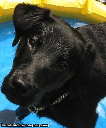Labrador Retriever Baghira