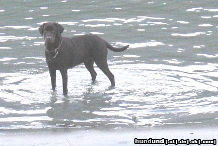 Labrador Retriever Hunde Foto 16751 in höherer Auflösung ansehen Labrador Retriever ...das ist mein Element!