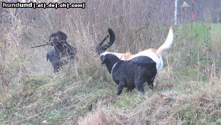 Labrador Retriever Hunde Foto 17407 Labrador Retriever ...fangt mich doch!