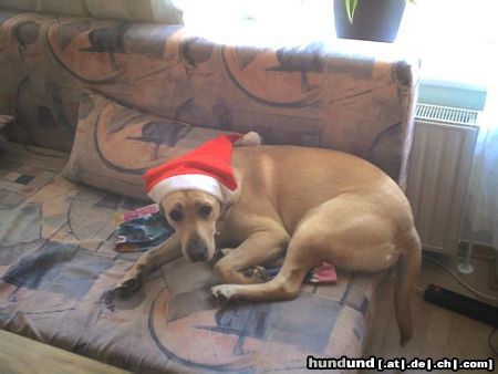 Labrador Retriever Hunde Foto 7217 Labrador Retriever Ich bin der Weihnachtsmann!