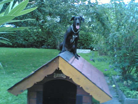 Labrador Retriever Hunde Foto 28847 in höherer Auflösung ansehen Labrador Retriever Ich bin ein Labrador-Mix-Wetter-Hund!!!