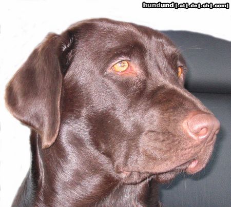 Labrador Retriever Wow!