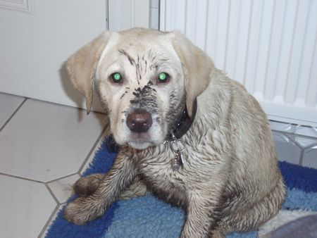 Labrador Retriever Hunde Foto 31016 Labrador Retriever Unsere Pebbles, ein typisches Bild