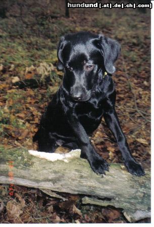 Labrador Retriever Hunde Foto 20022 Labrador Retriever Casy erkundet den Wald