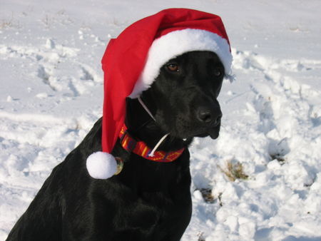 Labrador Retriever Hunde Foto 28698 Labrador Retriever Frohe Weihnachten
