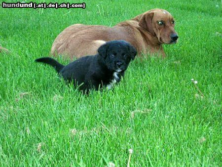 Labrador Retriever Othello, Labrador-Setter-Bernhardiner-Mix ca. 3-4 Wochen alt