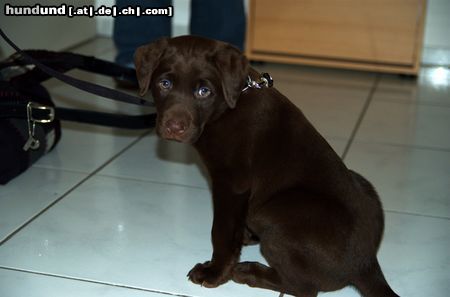 Labrador Retriever Hunde Foto 20074 in höherer Auflösung ansehen Labrador Retriever Der kleine Sam aus Köln (9 Wochen)