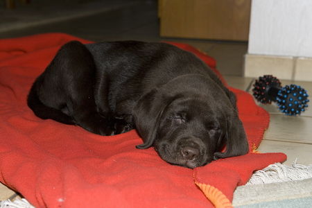 Labrador Retriever Hunde Foto 28297 in höherer Auflösung ansehen Labrador Retriever Benji mit 9 Wochen